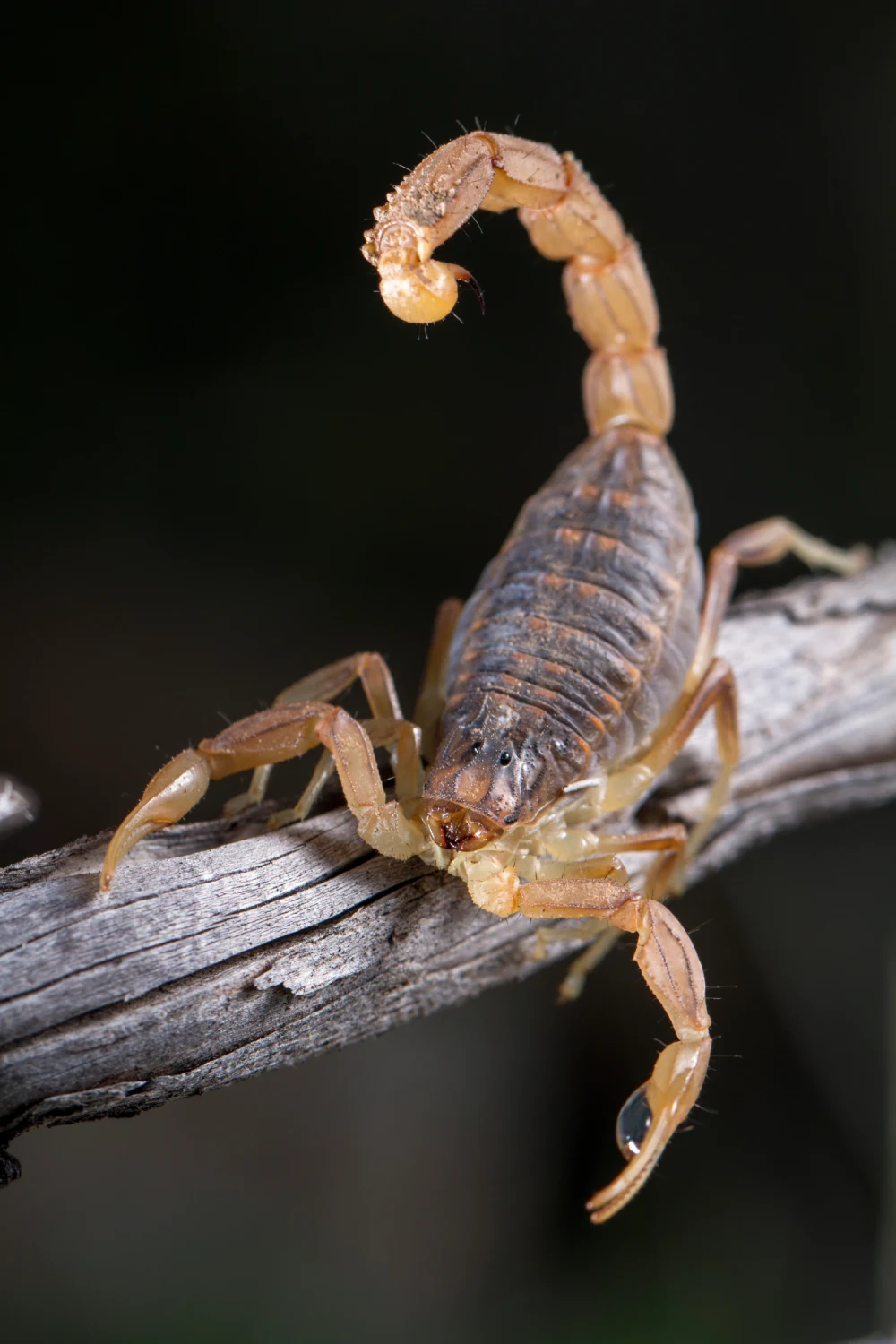 Dedetização de Escorpiões - Belo Horizonte . Minas Gerais / Dedetizadora em BH