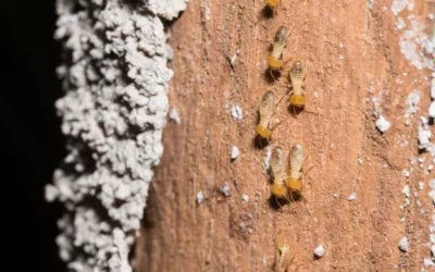 Descupinização residencial: como proteger sua casa de infestações