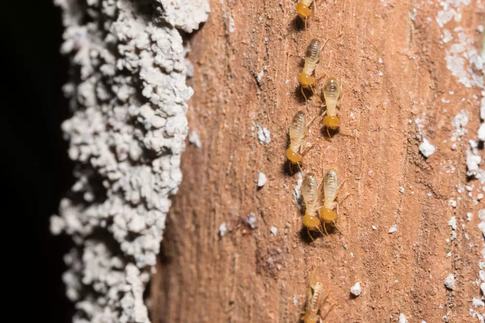 Descupinização residencial: como proteger sua casa de infestações