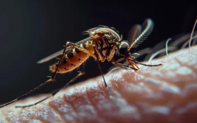 Casos de Dengue Aumentam de Outubro a Maio, entenda o motivo