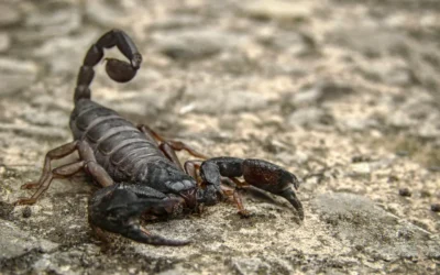 Escorpiões por que eles aparecem mais no calor