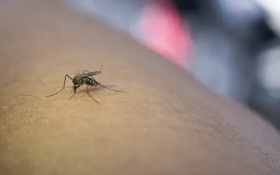 Por que o controle de mosquitos é essencial para condomínios e empresas?