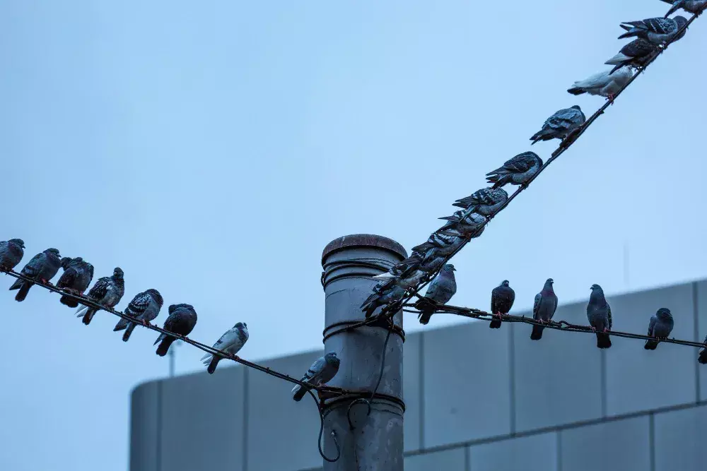 Controle de Pombos em Indústrias: Principais Problemas de não Realizar