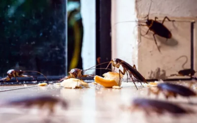 Por que baratas e ratos invadem sua casa no período de chuvas?