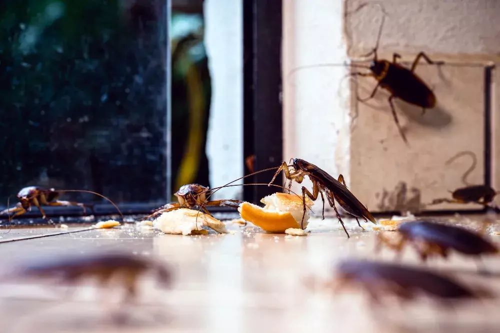 Por que baratas e ratos invadem sua casa no período de chuvas?